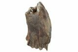 Fossil Woolly Rhino (Coelodonta) Tooth - Siberia #231046-1